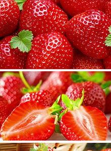 草莓视频国产,本土创新与全球视野的交融  第2张