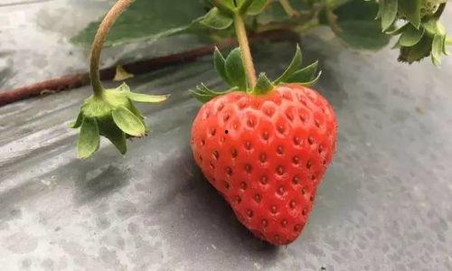 草莓视频国产,本土创新与全球视野的交融  第3张